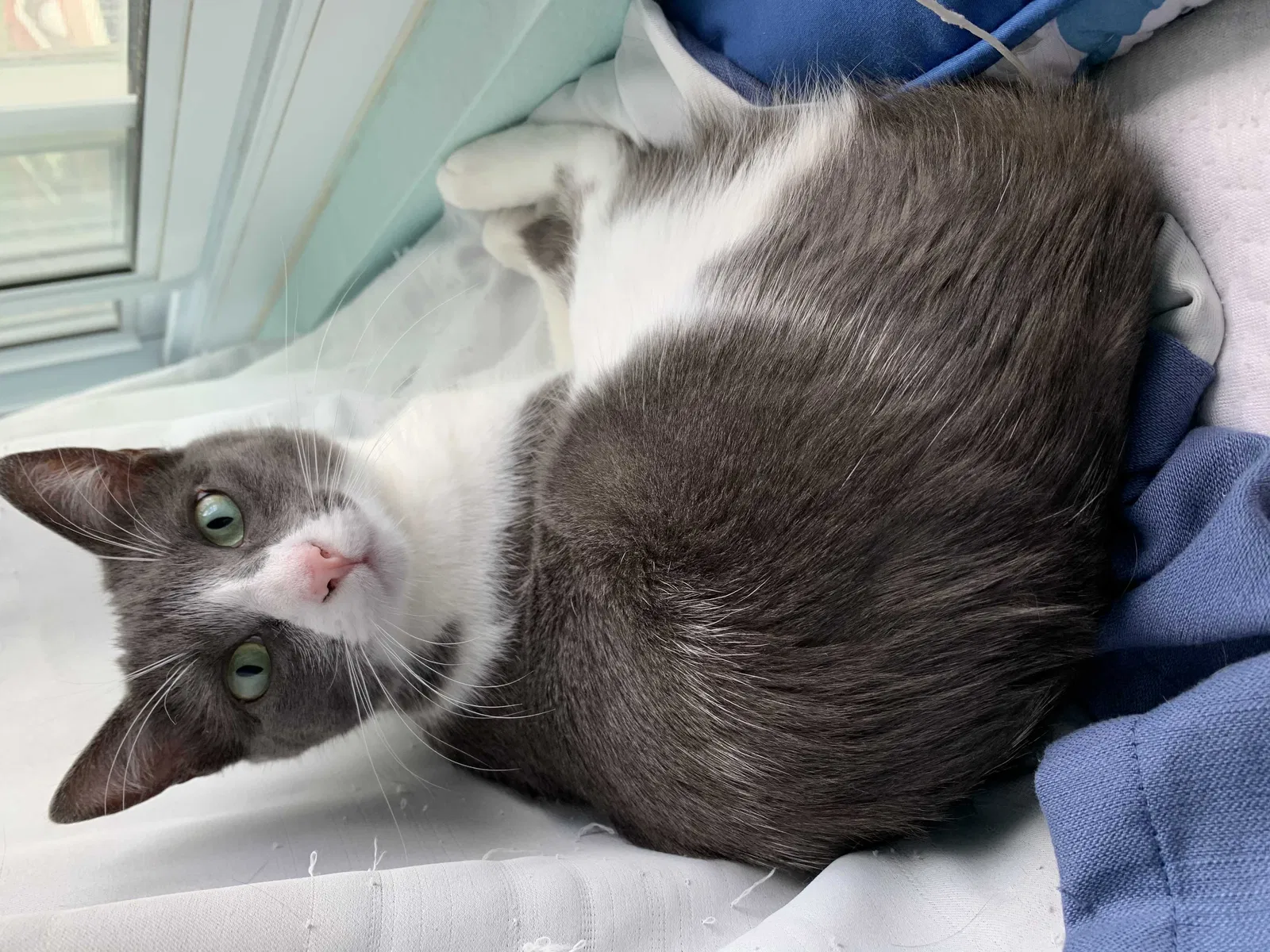 Lost cat in Escondido, CA, 92029