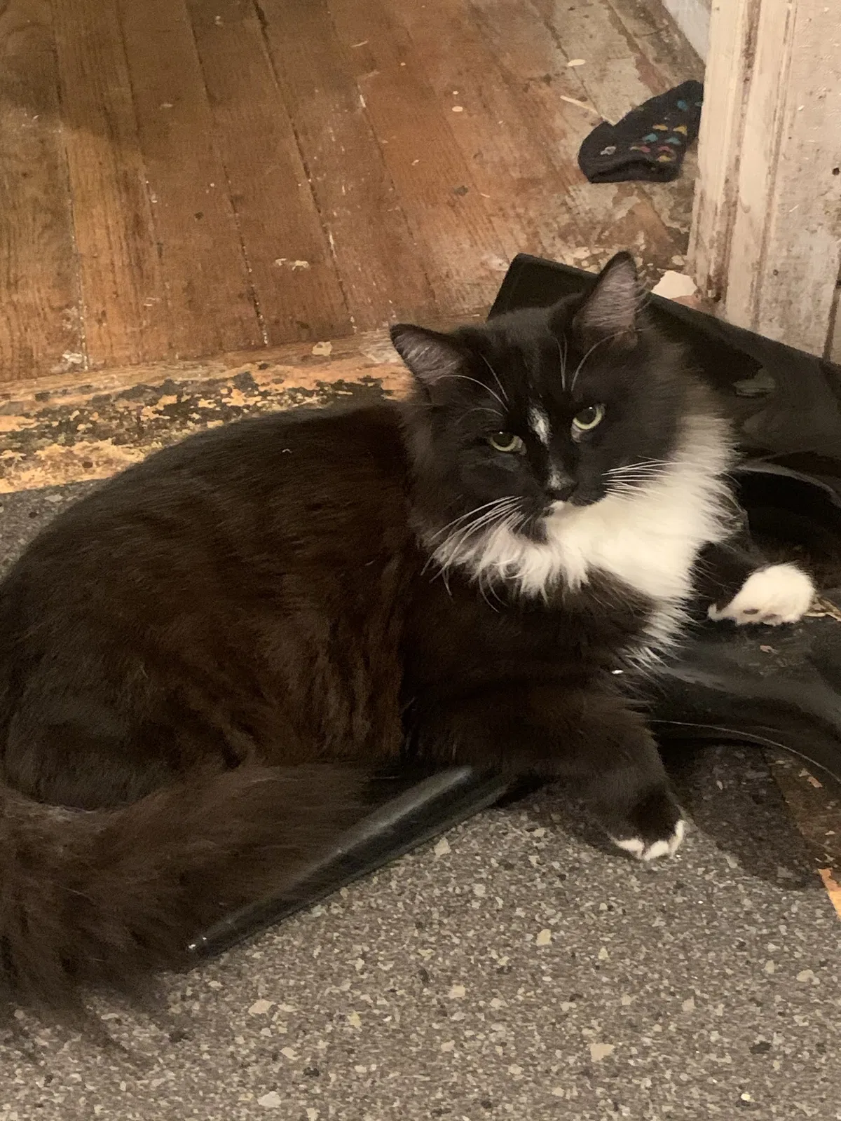 Lost cat in Fresno, CA, 93702