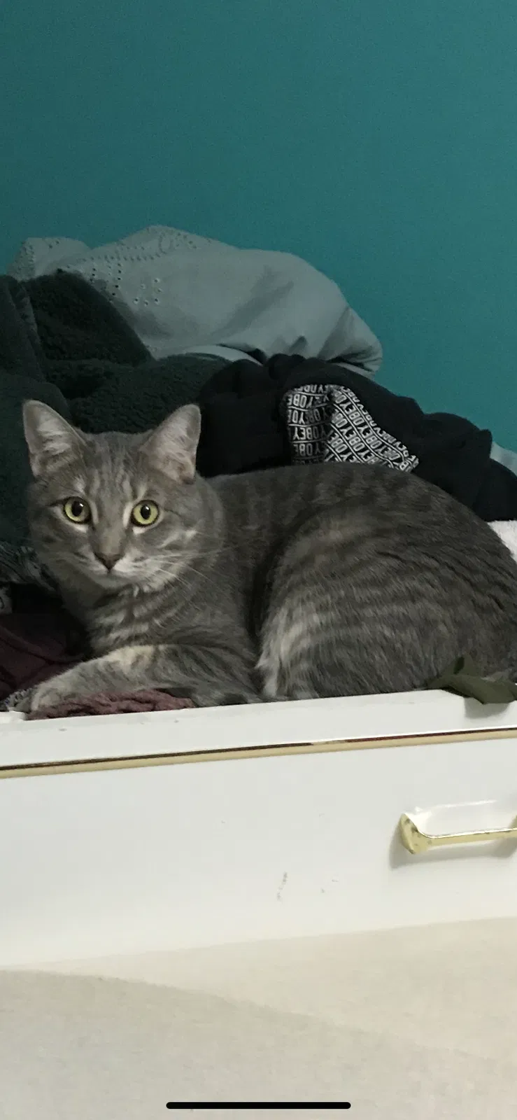 Lost cat in Tucson, AZ, 85719
