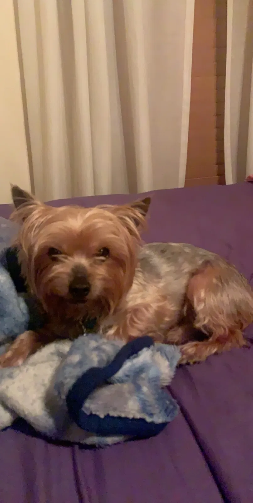 Lost dog in Tulsa, OK, 74146