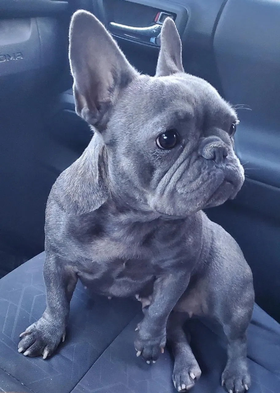 Lost dog in Chula Vista, CA, 91911
