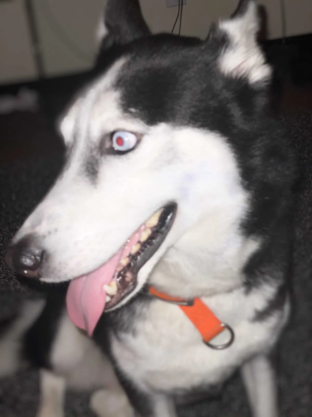 Lost dog in San Antonio, TX, 78201