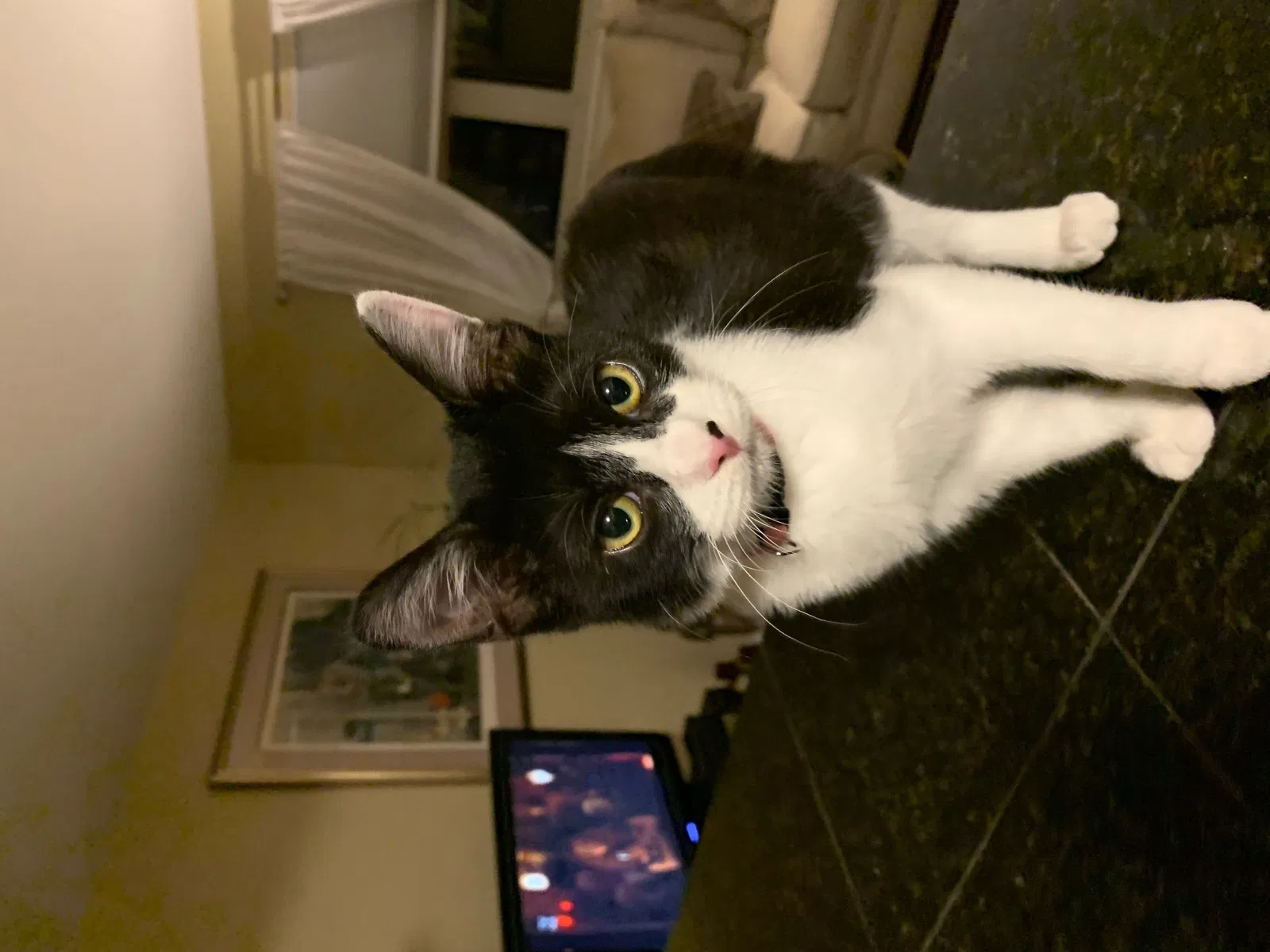 Lost cat in Broomfield, CO, 80021
