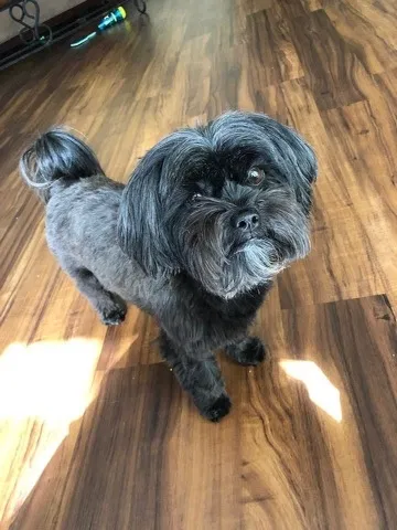 Lost dog in Encino, CA, 91436