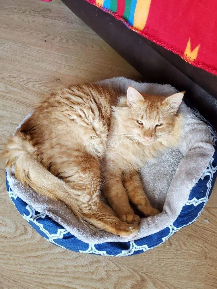 Lost cat in Pensacola, FL, 32504