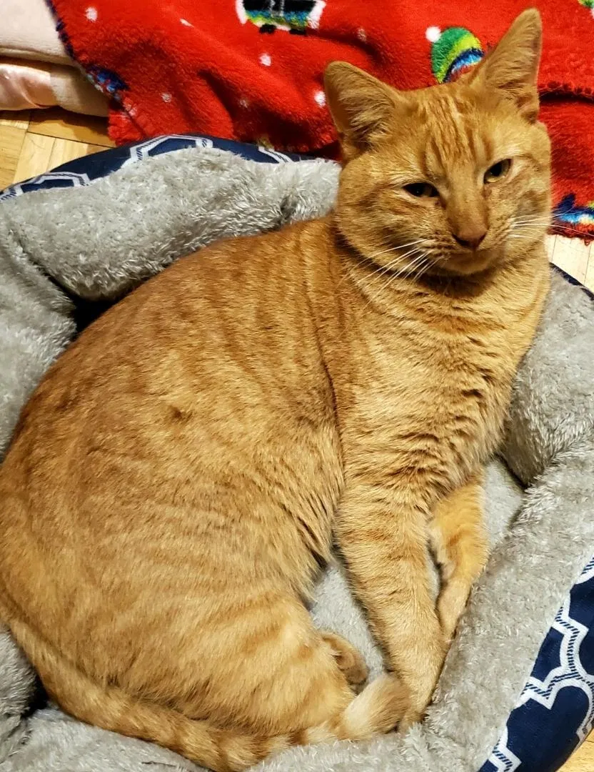 Lost cat in Pensacola, FL, 32504