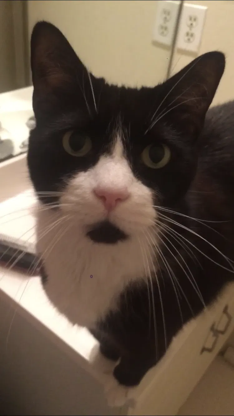 Lost cat in Palm Bay, FL, 32907