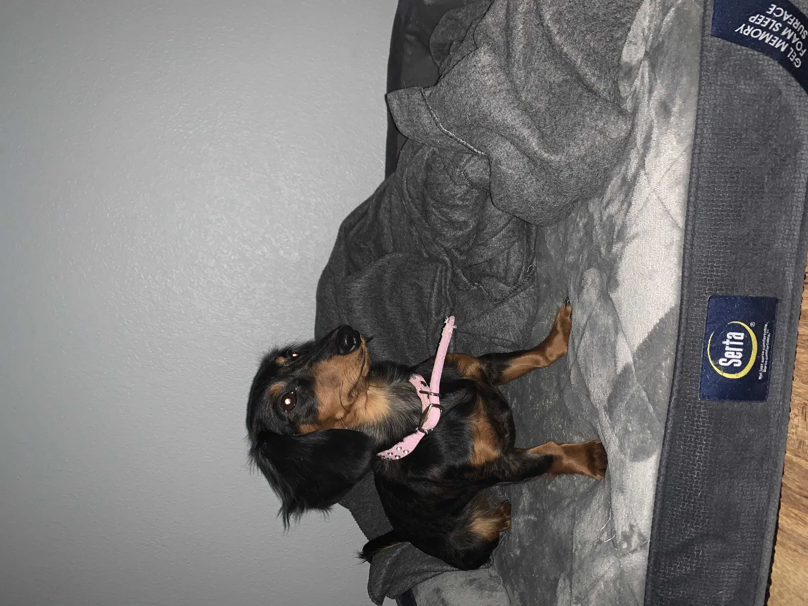 Lost dog in Albuquerque, NM, 87114
