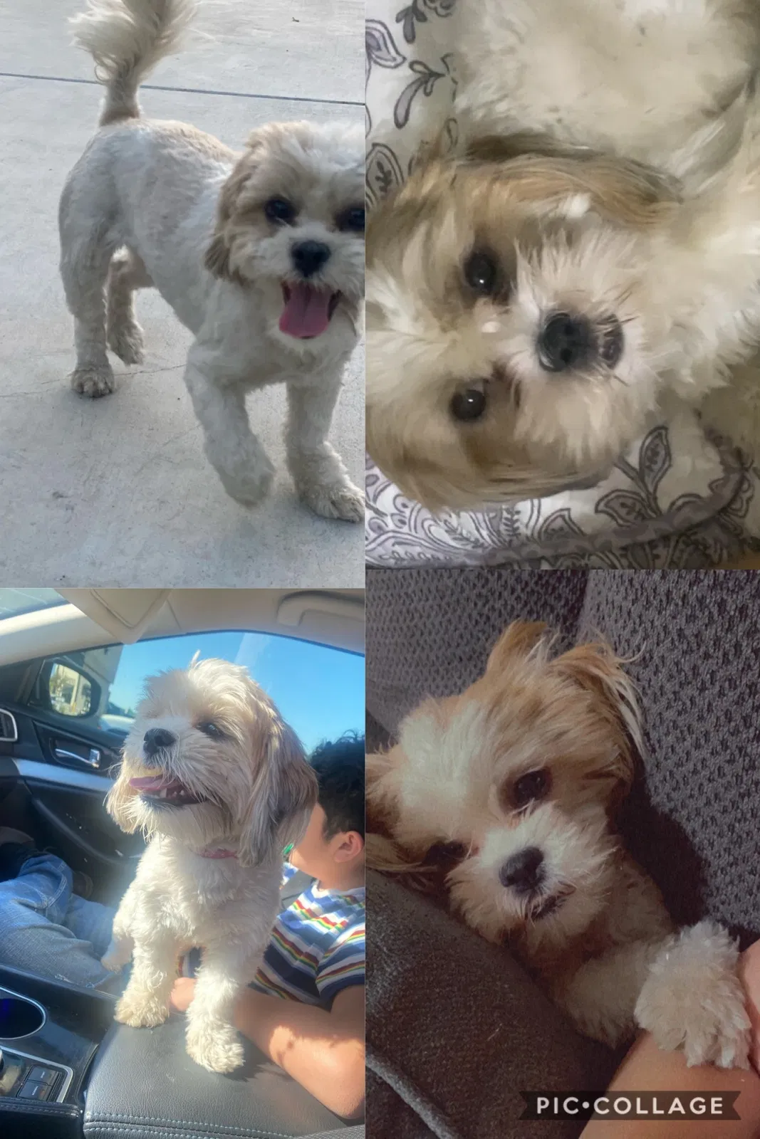 Lost dog in Bakersfield, CA, 93304