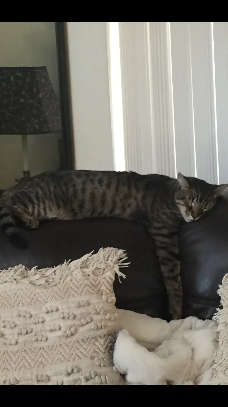 Lost cat in Simi Valley, CA, 93065