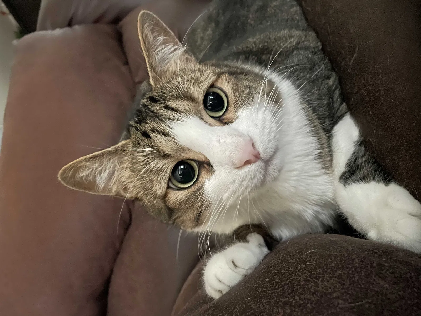 Lost cat in Harlingen, TX, 78552