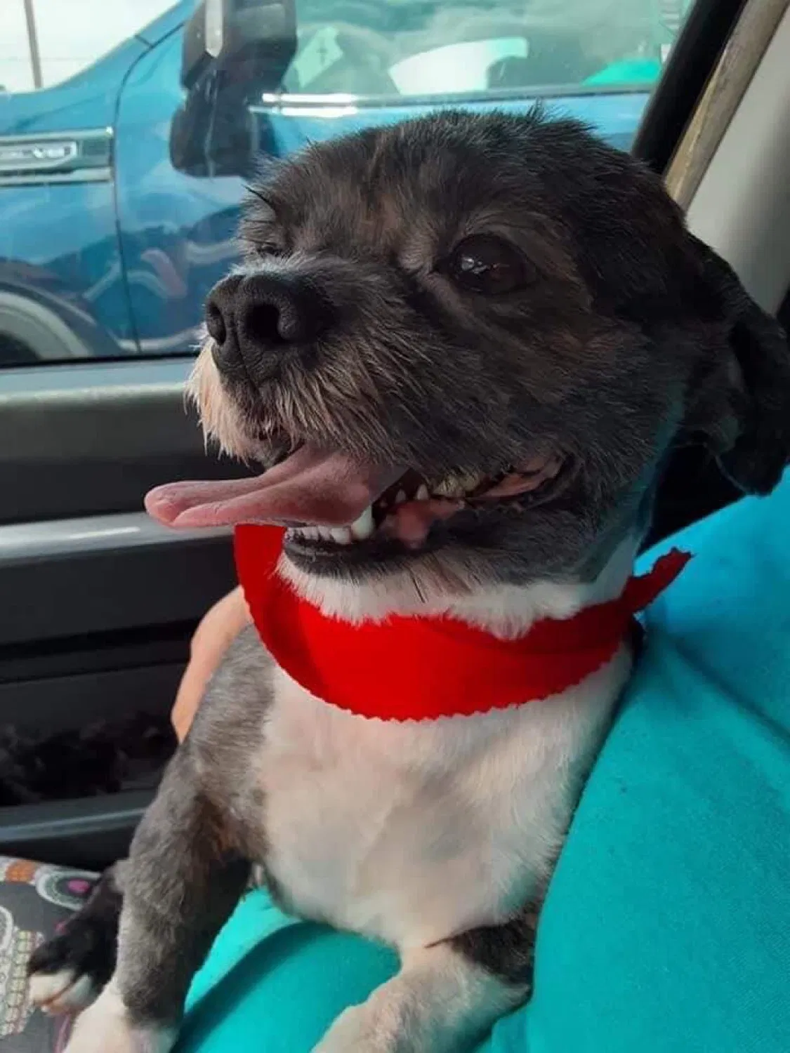 Lost dog in Mission, TX, 78573