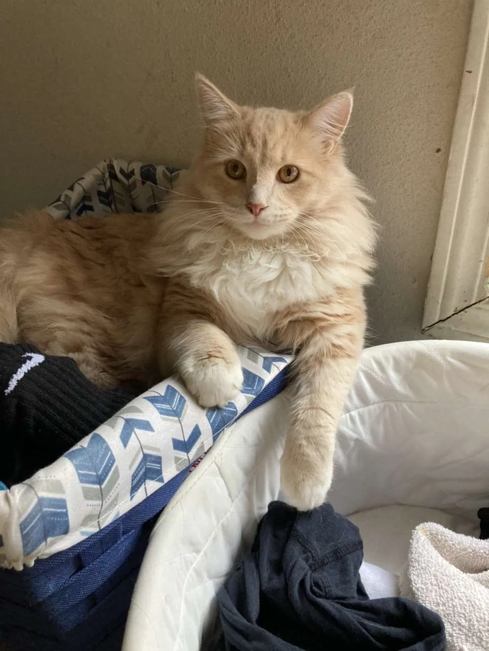Lost cat in Salem, OR, 97302