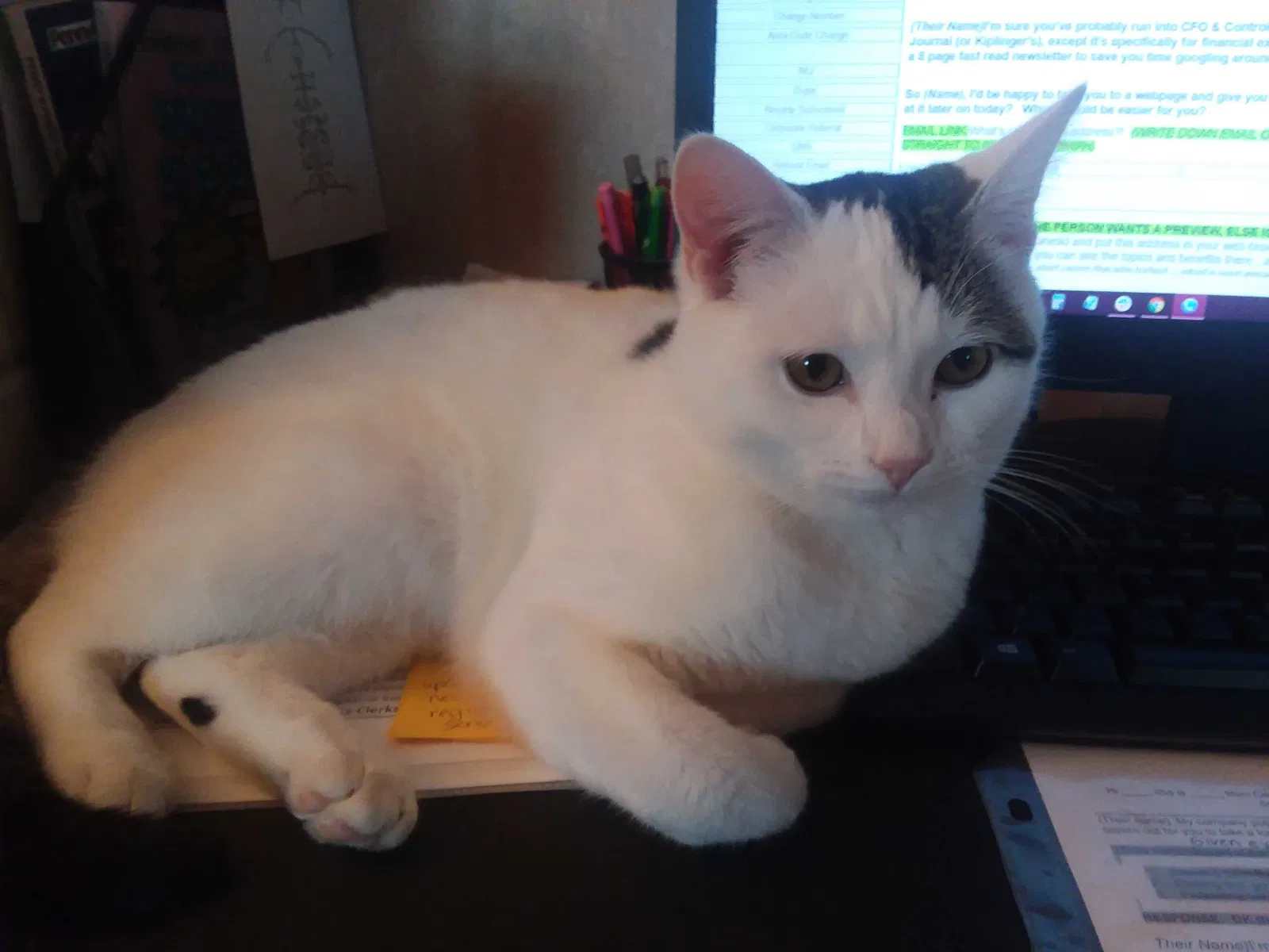 Lost cat in Reading, PA, 19605
