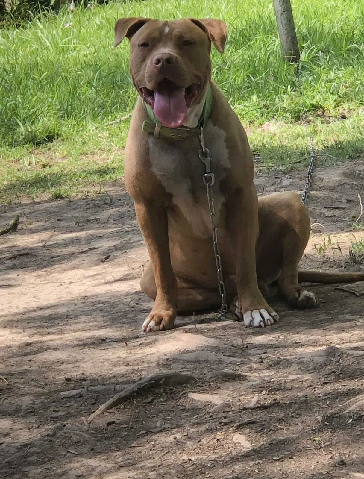 Lost dog in Baton Rouge, LA, 70807