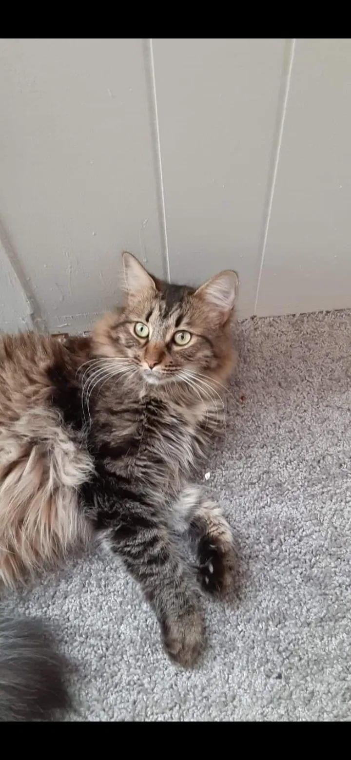 Lost cat in Fayetteville, NC, 28304