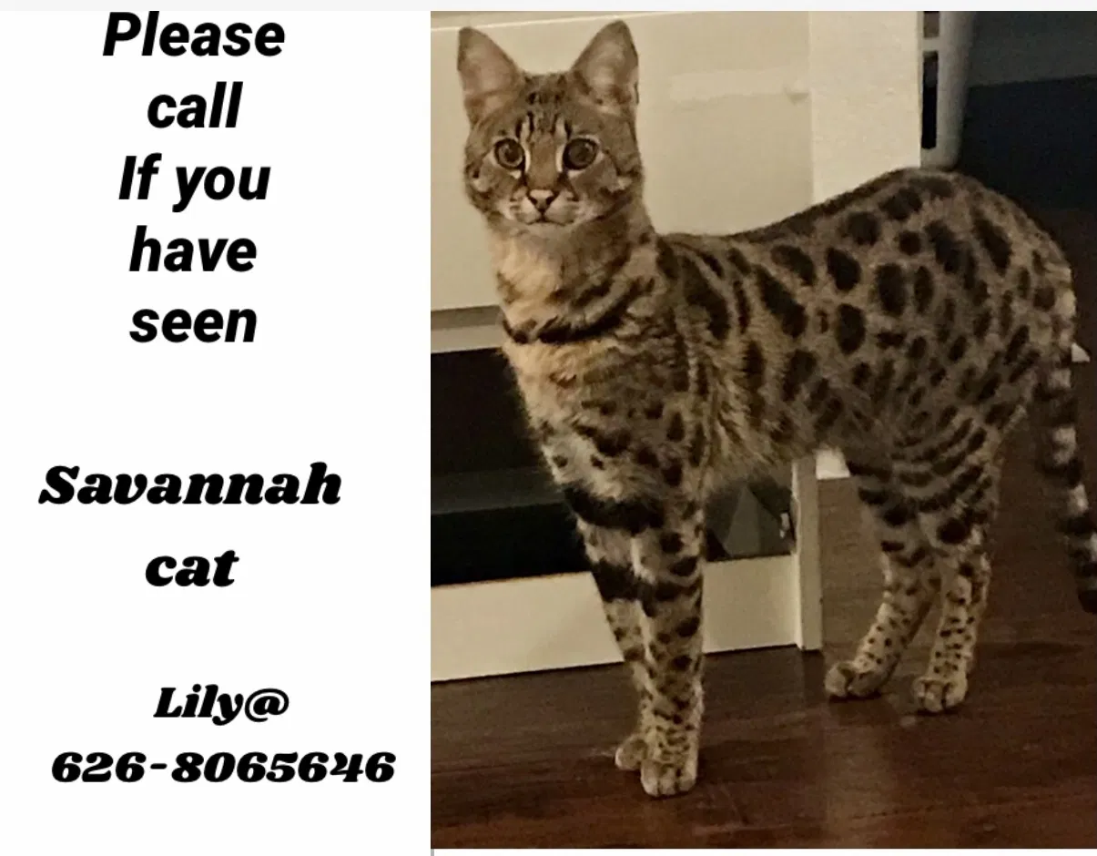 Lost cat in Duarte, CA, 91010