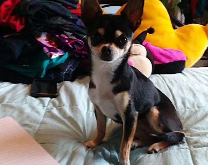 Lost dog in Mount Vernon, OH, 43050