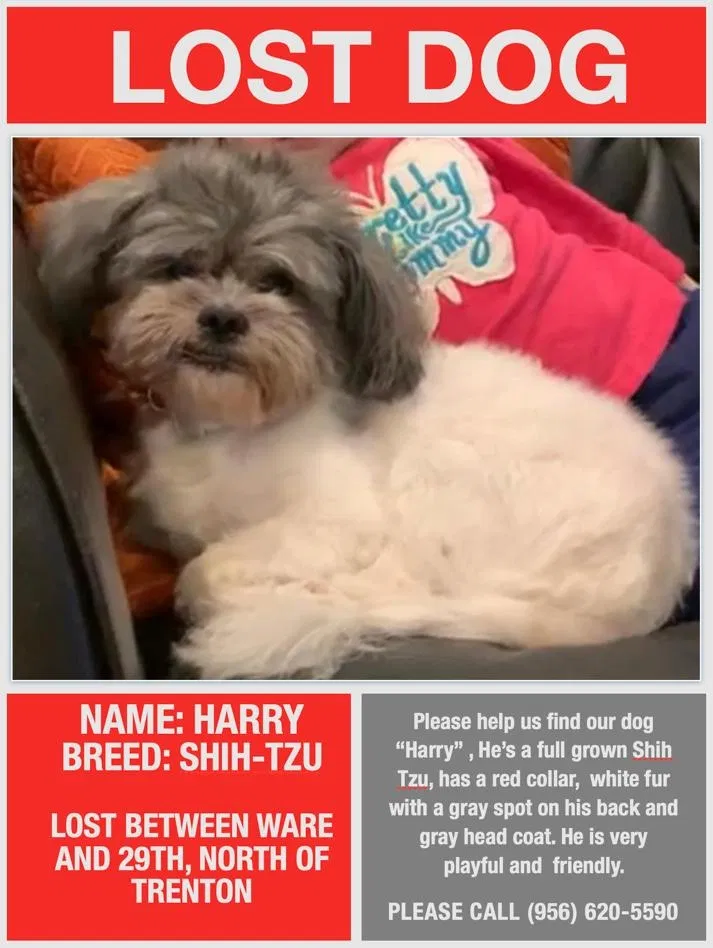 Lost dog in Mcallen, TX, 78504