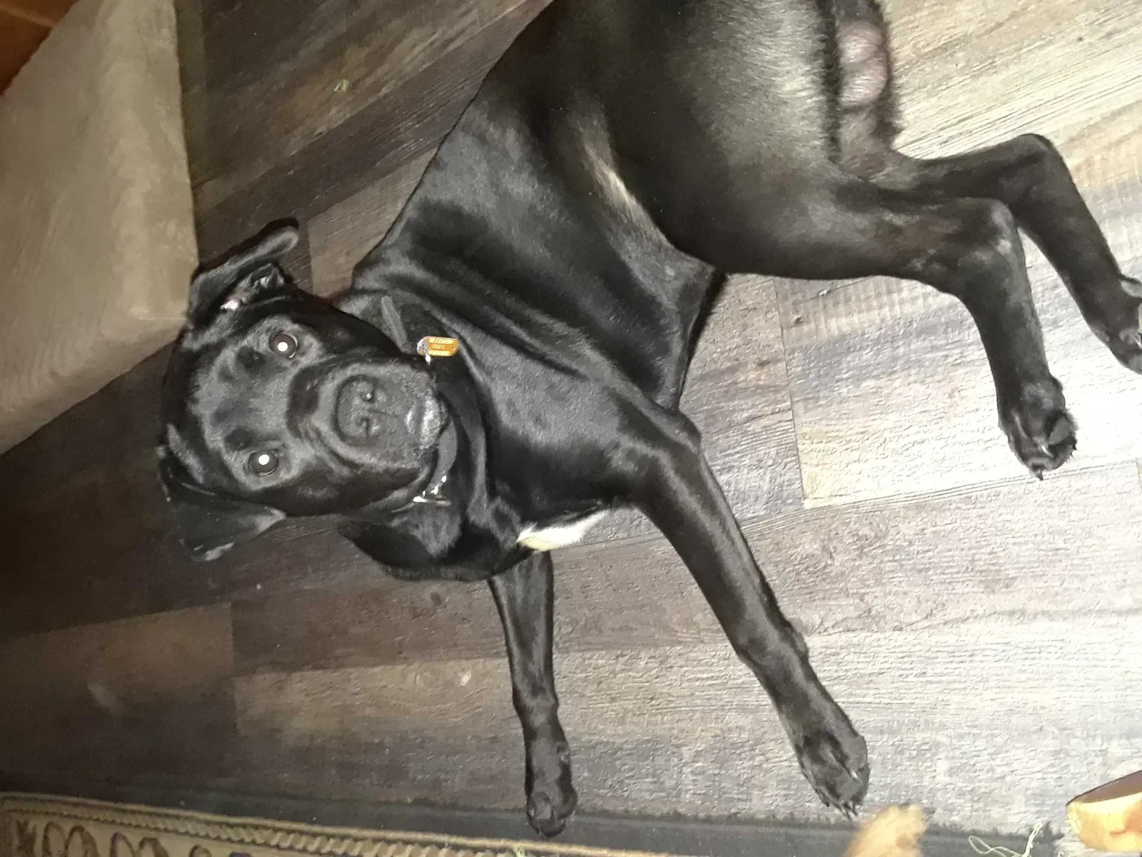 Lost dog in Salesville, OH, 43778