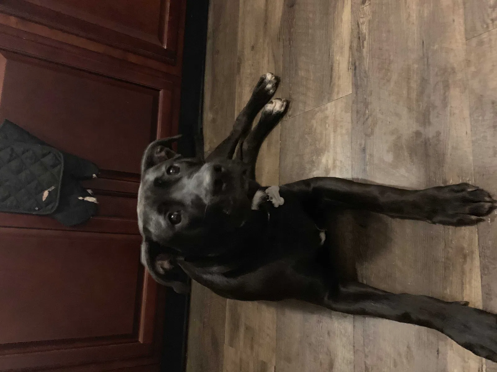 Lost dog in Cape Coral, FL, 33991