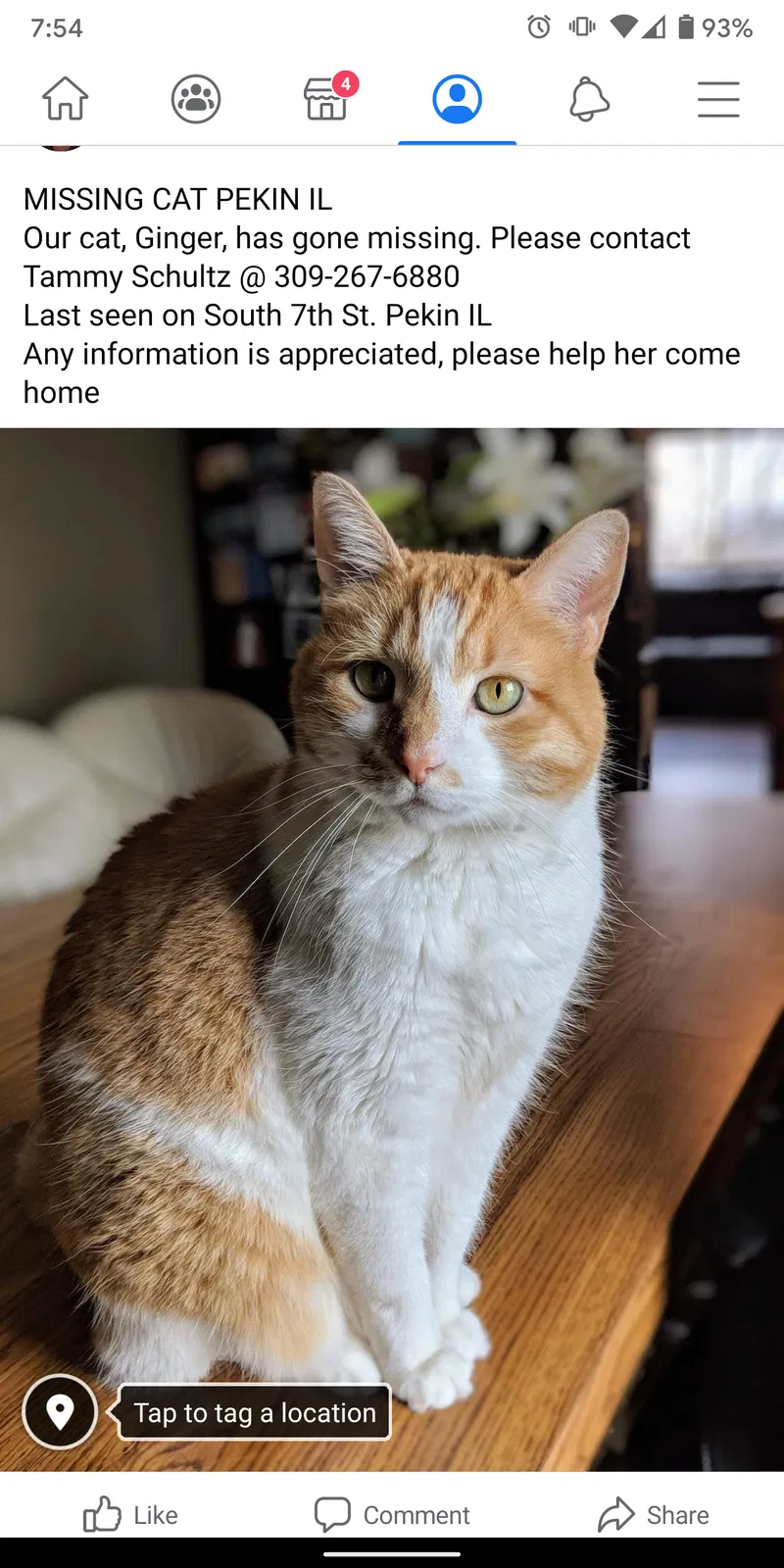 Lost cat in Pekin, IL, 61554