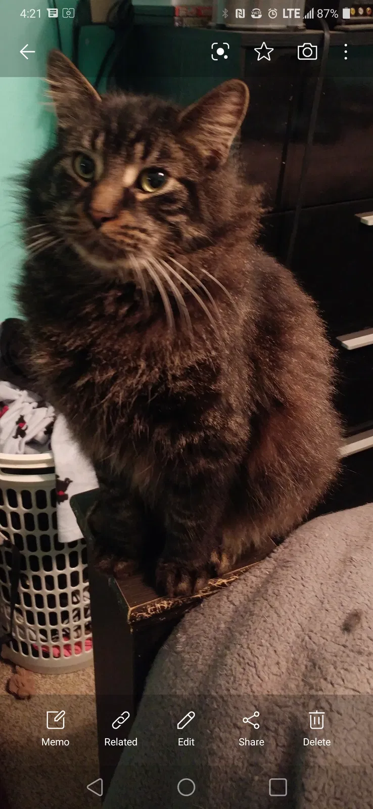 Lost cat in Youngstown, OH, 44515