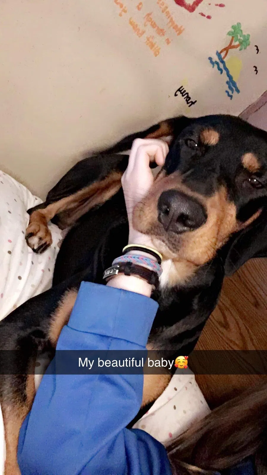 Lost dog in Lexington, NC, 27292