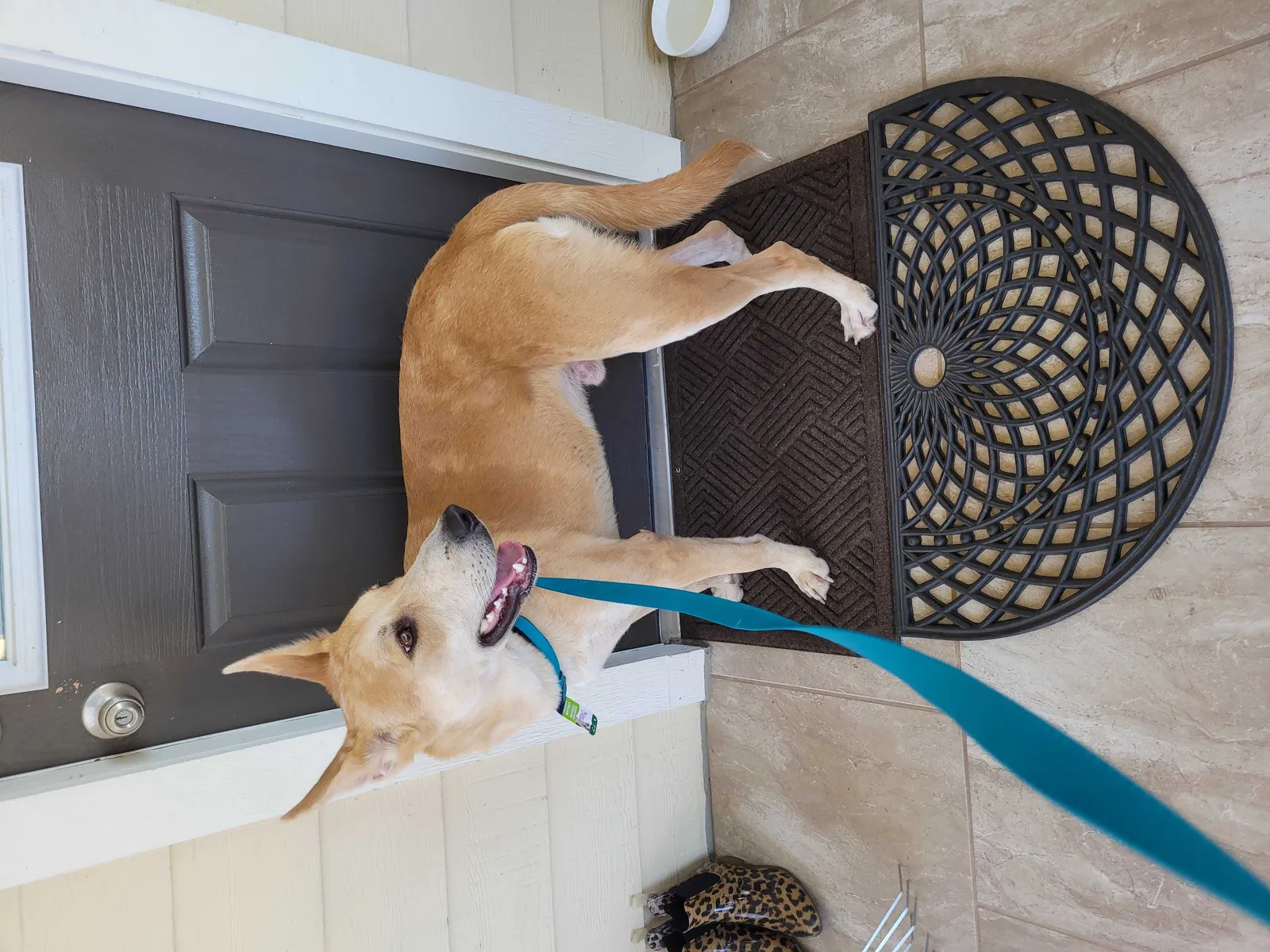 Found dog in Cypress, TX, 77433
