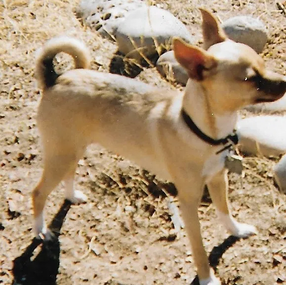 Lost dog in Tucson, AZ, 85730