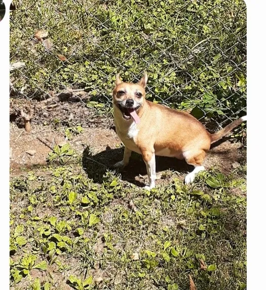 Lost dog in Martinsburg, WV, 25401