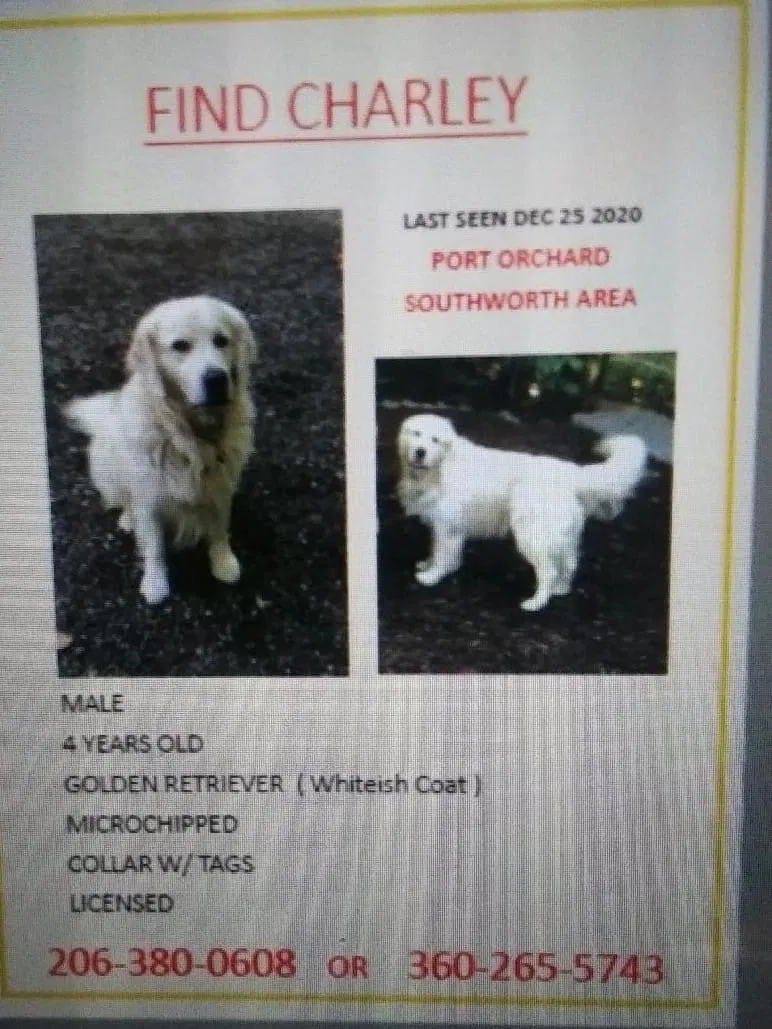 Lost dog in Port Orchard, WA, 98366