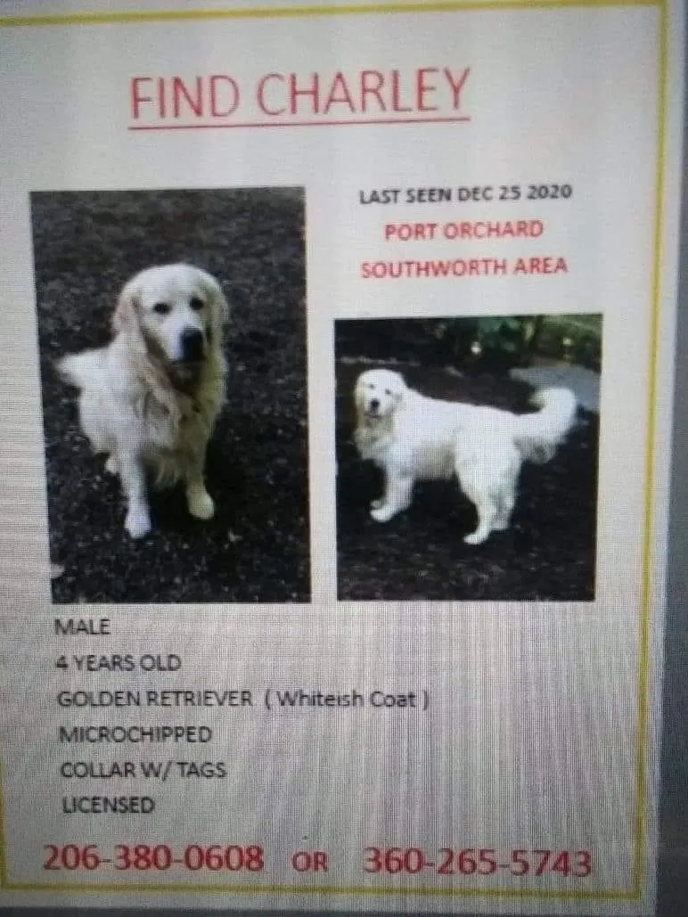 Lost dog in Port Orchard, WA, 98366