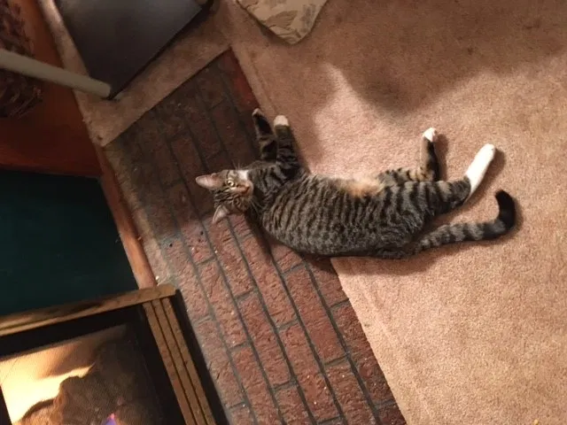 Lost cat in North Canton, OH, 44720