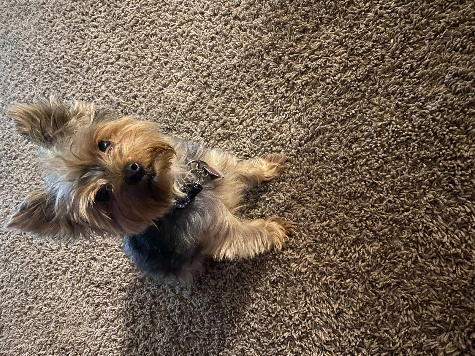 Lost dog in Greensboro, NC, 27407