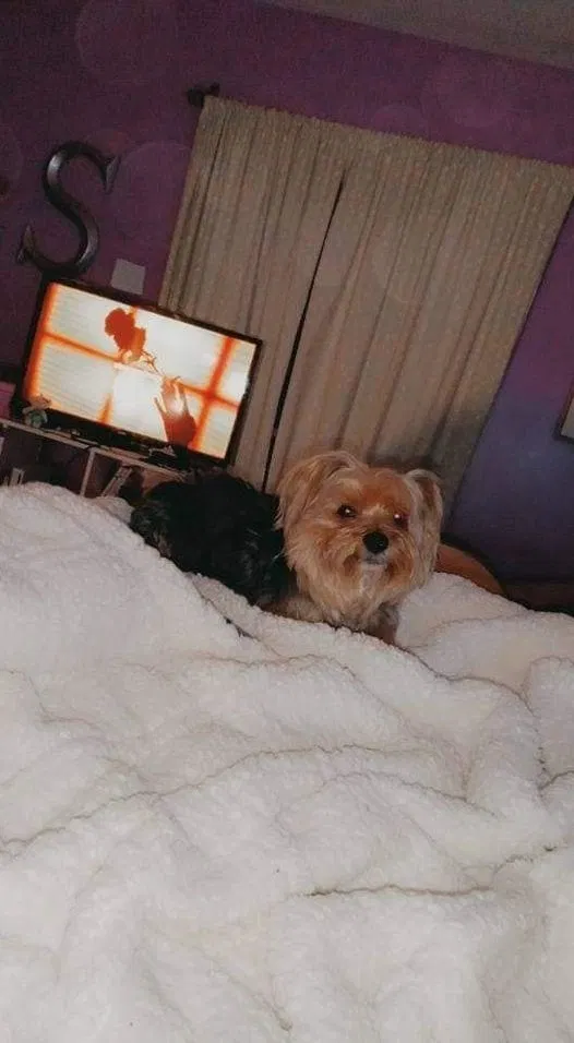 Lost dog in Campbellsburg, KY, 40011