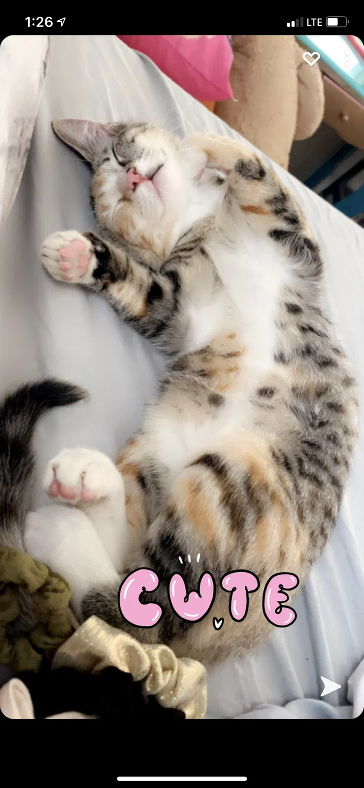 Lost cat in Taylors, SC, 29687
