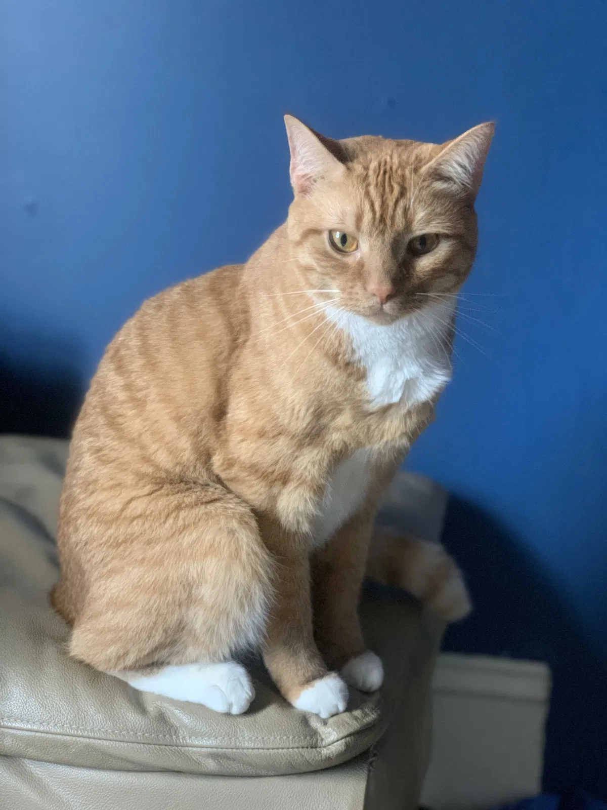 Lost cat in Lenoir, NC, 28645