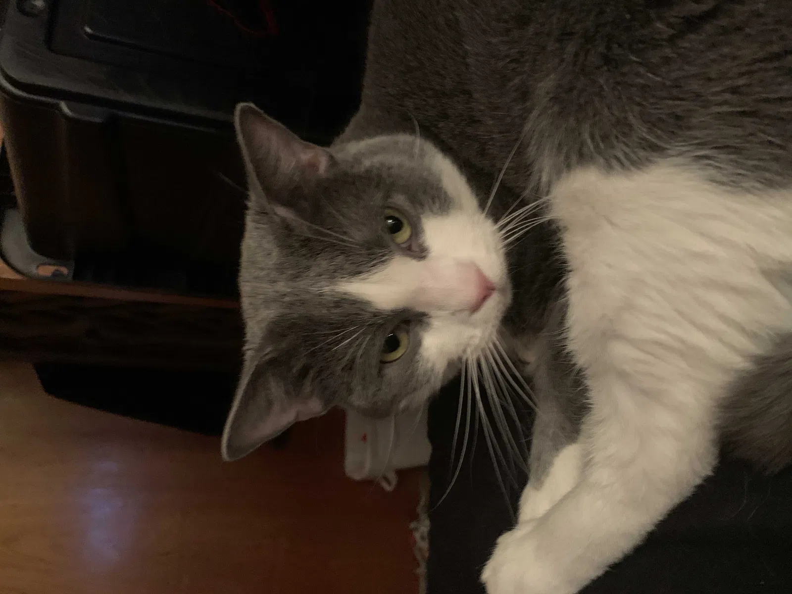 Lost cat in Green Forest, AR, 72638