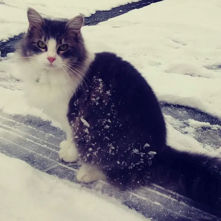Lost cat in Lynnwood, WA, 98037