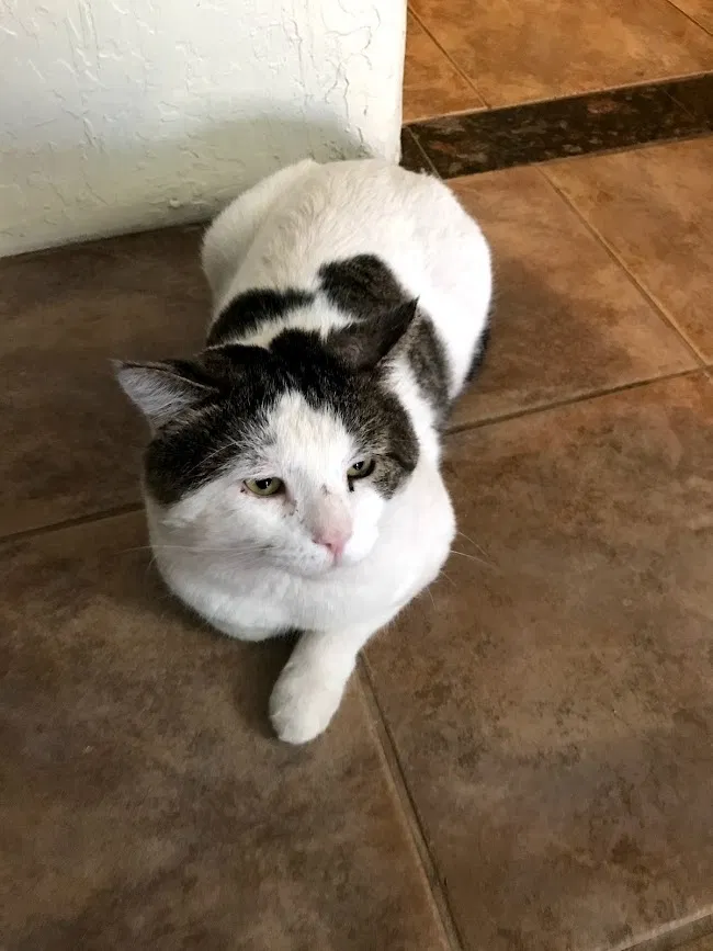 Lost cat in Tucson, AZ, 85714