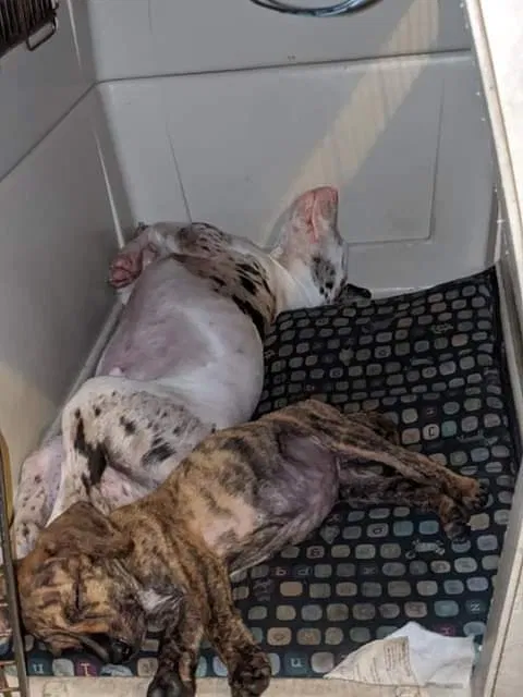 Lost dog in Lakeland, FL, 33809