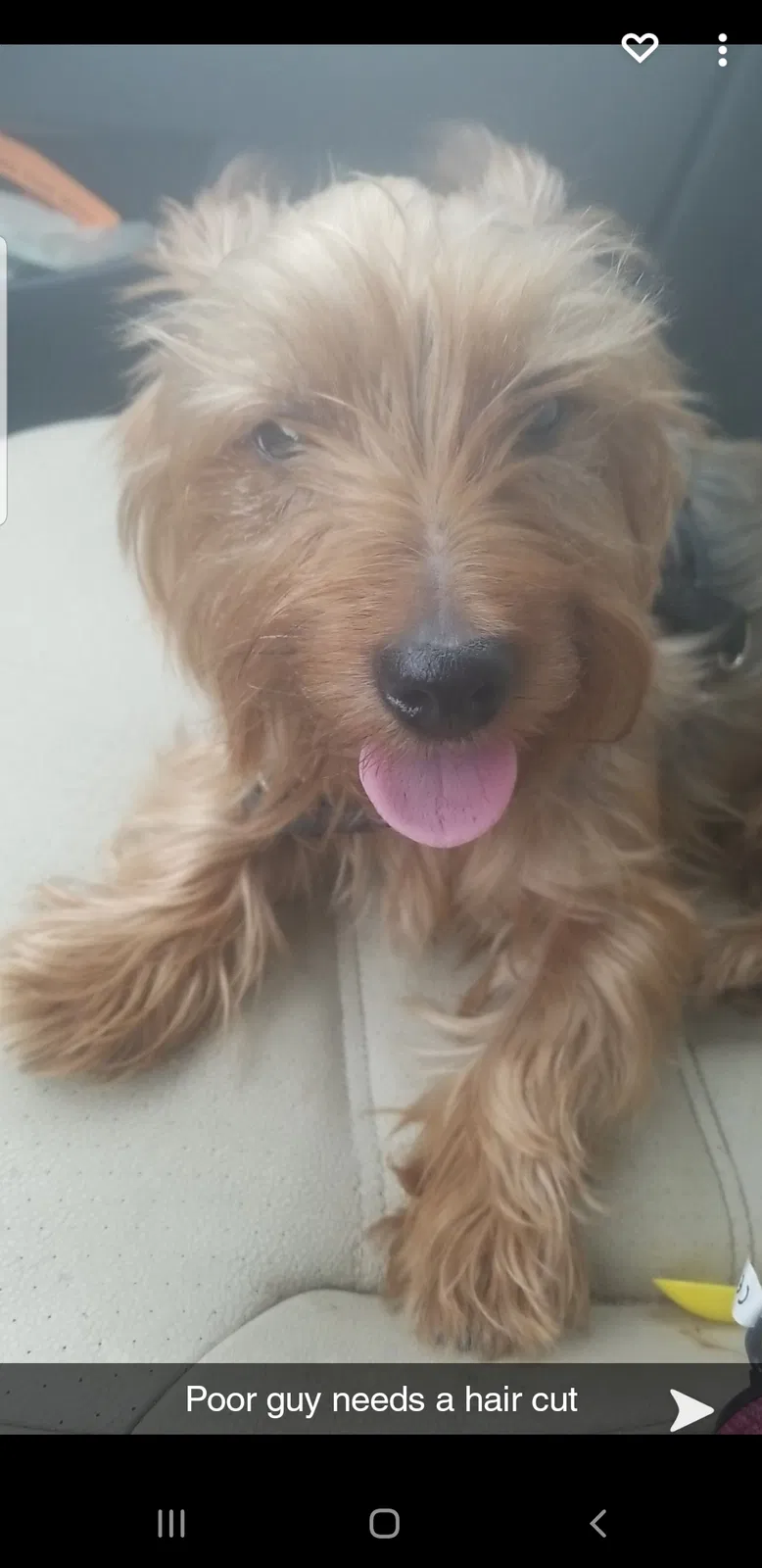 Lost dog in Cicero, IL, 60804
