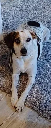 Lost dog in Harrisburg, NC, 28075