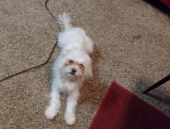 Lost dog in Cedar Hill, TX, 75104