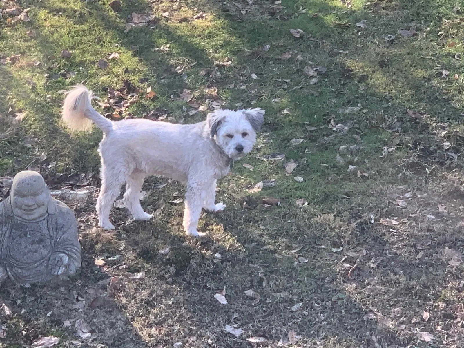 Lost dog in West Mifflin, PA, 15122