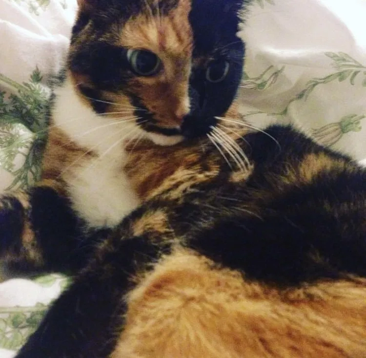 Lost cat in Pflugerville, TX, 78660