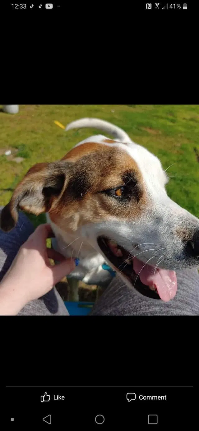 Lost dog in Harrisburg, NC, 28075