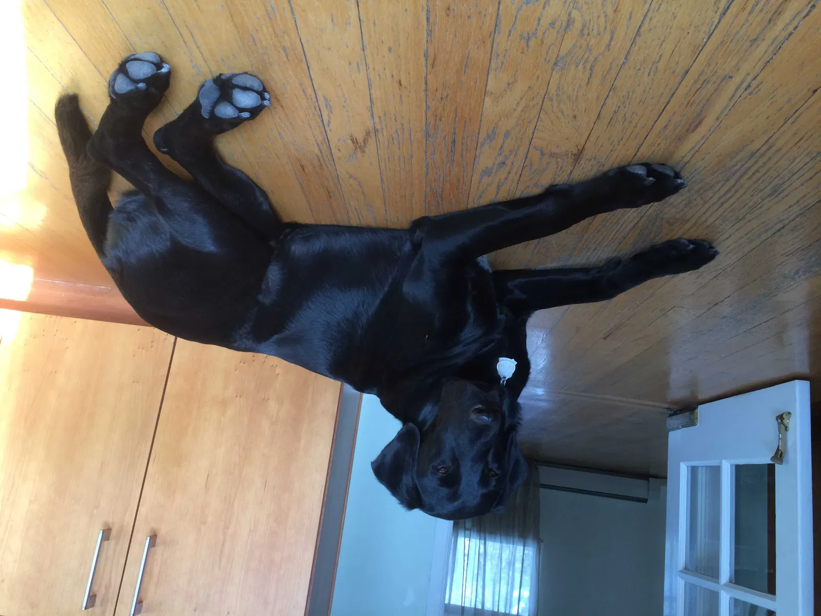 Lost dog in Denver, CO, 80206