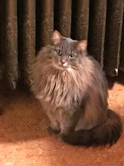 Lost cat in Saint Paul, MN, 55118